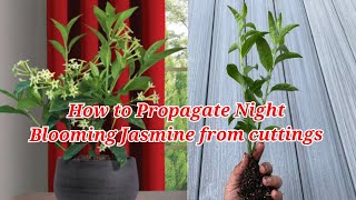 How to Popagate Night Blooming Jasmine from cuttings [upl. by Llednyl]