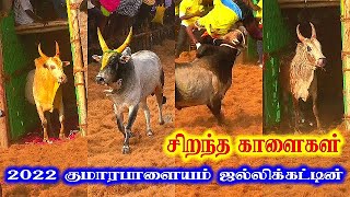 சிறந்த காளைகள் 2022 குமாரபாளையம் ஜல்லிக்கட்டில் Kumarapalayam Best Kalai 2022 [upl. by Novad]