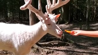 Handfeeding a majestic albino whitetail deer [upl. by Cairistiona539]