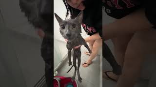 Bañando a mi gato humor comedia broma vlog [upl. by Pollyanna]