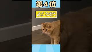 ネッコ動画見て癒されたら寝ろｗｗｗ 動物 猫 2ch動物スレ [upl. by Pentheas]