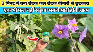 2 मिनट में बैंगन के पौधे का कीड़ा और तना छेदक leaf curl virus रोग बाहर निकालने का अचूक घरेलु उपाय [upl. by Abbot208]