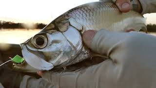 Fly Fishing Baby Tarpon Not a Secret Spot [upl. by Leake256]