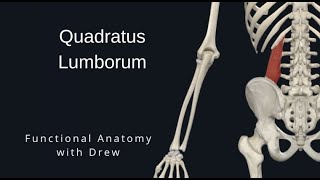 Quadratus Lumborum [upl. by Adnahsed]