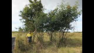 leucaena chop hq [upl. by Enineg]