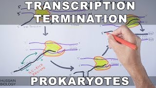 Transcription Termination in Prokaryotes [upl. by Anwahsad319]