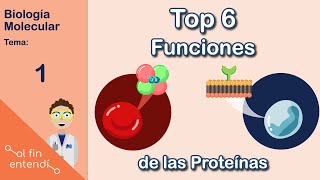 ¿Qué hacen las proteínas Al fin entendí Biología Molecular [upl. by Bertolde921]