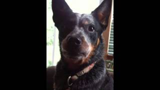 Howling and Shrieking  Cattle Dog Style [upl. by Ogilvie]