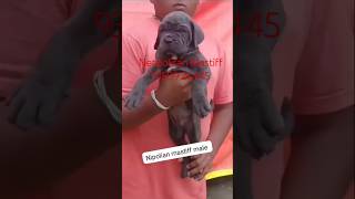 Neo Mastiff Male Puppy Sale India BestDogsDealsIndia [upl. by Ecertak]