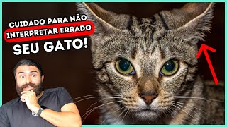 Linguagem Corporal Dos Gatos EXPLICADA [upl. by Roxie]