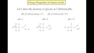 Amino acid basics [upl. by Elenore]