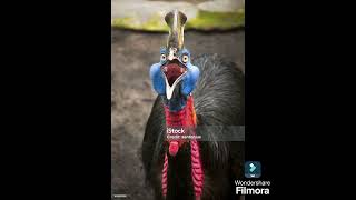 CASSOWARY BIRD drsksinghchanneljaishree1255 [upl. by Akerdal]