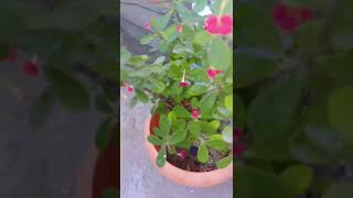 Euphorbiaceae youtubeshorts bestshorts respectshorts plants [upl. by Octavius]