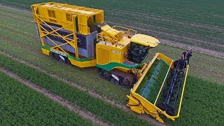 The yellow tracked monster  Brand New Ploeger MKC4TR  coriander harvest [upl. by Alyehc]