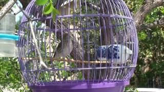 Grey Singer Finch  Best singer bird [upl. by Ardnola]