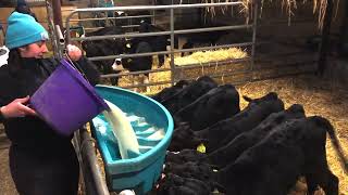 Feeding milk to calves on Tipperary calf to beef farm [upl. by Ivers]