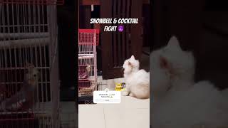 Snowbell cat fightcat catlover cats trendingviralnew trendingshortsshortvideoshorts short [upl. by Jarvis]