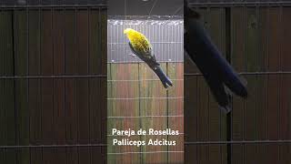 Pareja de Rosellas Palliceps Adcitus [upl. by Fabrianna494]