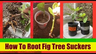 How To Grow Fig Tree Suckers [upl. by Chet]