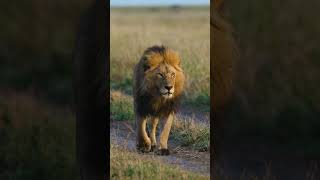 World Lion Day Facts  Deadly 60  CBBC [upl. by Etnemelc]