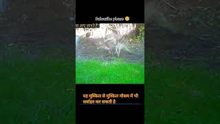 Fox के बारे में रोचक तथ्य facts animals trending ytshort leapard explore [upl. by Assirual]