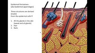 integumentary system part 2 [upl. by Eelahs90]