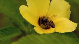 Rubén García Meliponicultor habla de los retos de las abejas meliponas [upl. by Echikson660]