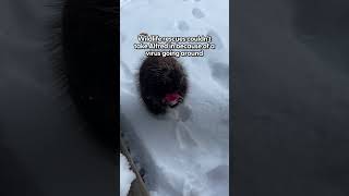 Wild Porcupine Is Obsessed With Fruit Salads  The Dodo [upl. by Enymzaj311]