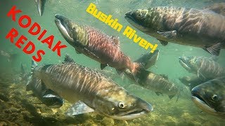 Sockeye Salmon Run Underwater Buskin River [upl. by Mandy]