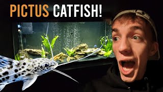 PICTUS CATFISH 55 Gallon Tank Update aquarium pictuscatfish [upl. by Clauddetta]