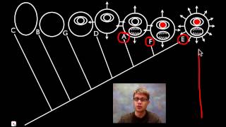 Cladograms [upl. by Auberbach]