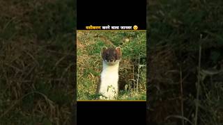 Hypnotize करने वाला जानवर 😲  facts ytshorts shortsfeed shorts [upl. by Ramey]