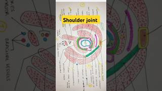 Shoulder joint anatomy shoulder anatomy bhms shorts mbbs [upl. by Cicily]