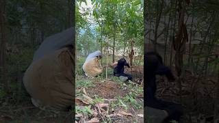 Cassava harvest failure PART 1 shorts bushcraft outdoor survival viralvideo camping forest [upl. by Pavkovic]