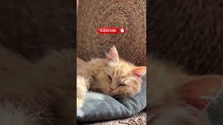 Relaxing Kitty Cat Purring ASMR [upl. by Hatti]