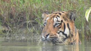 Chota Matka Cooling off in scorching summer of central India Tadoba Chandrapur TATR [upl. by Marcelline]