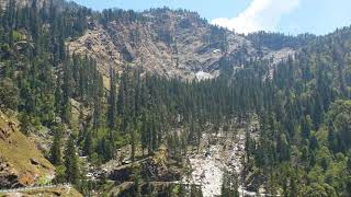 🌲 Cupressus torulosa 🌲 Himalayan Cypress  सुरई  India 🇮🇳 [upl. by Pegma]