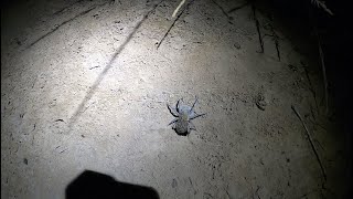 Playing with Australian Trapdoor Spiders in their burrows  JustBecause [upl. by Itirp]