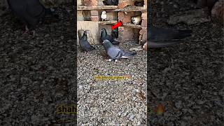 shahjahanpuri kabutar 🔥  pigeon kabootar kabootarbazi shorts [upl. by Yeuh]