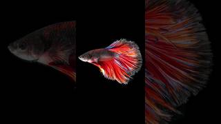 Rare Betta Splendens For Your Tank [upl. by Paquito]