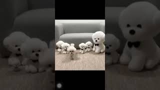 Yoqimtoy kuchukcha va uning indamas sheriklari Cute puppy [upl. by Reema]