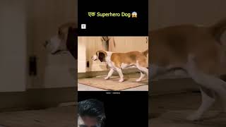 Funny 2 Dogs funny doglover dog shortvideo shorts [upl. by Annawik]