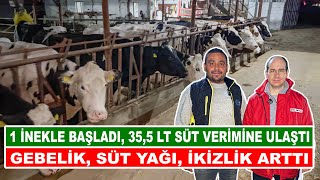 1 İnekle Başladı 355 LT Süt Verimine Ulaştı  Gebelik Süt Yağı İkizlik Arttı [upl. by Audras305]