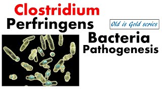 Clostridium perfringens pathogenesis  Microbiology Lecture on disease symptoms and treatment [upl. by Ginni529]