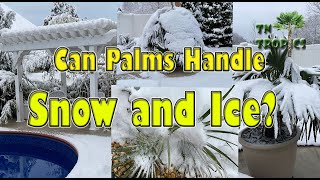 Can Palms Handle Snow and Ice [upl. by Einial]