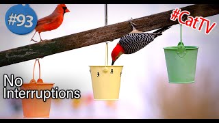 12 Hour Video for Cats 😻Uninterrupted Cat TV 🐦 Fluttering Birds [upl. by Anilra]