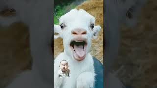 haaaaaa goat babygoats funny goatgoat cute animals sheep goatsworld littlegoat shorts [upl. by Itnuahsa]