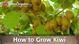 How to Grow Organic Kiwi [upl. by Town]