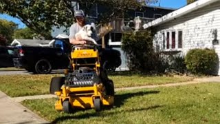 sofia the grass cutting rescue puppy morning run mower talk [upl. by Edouard]