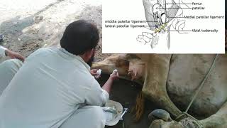 MPD in cow Medial patellar desmotomy  String halt شرنیل  شرنی واہANIMALSOLUTIONS [upl. by Aiksas418]